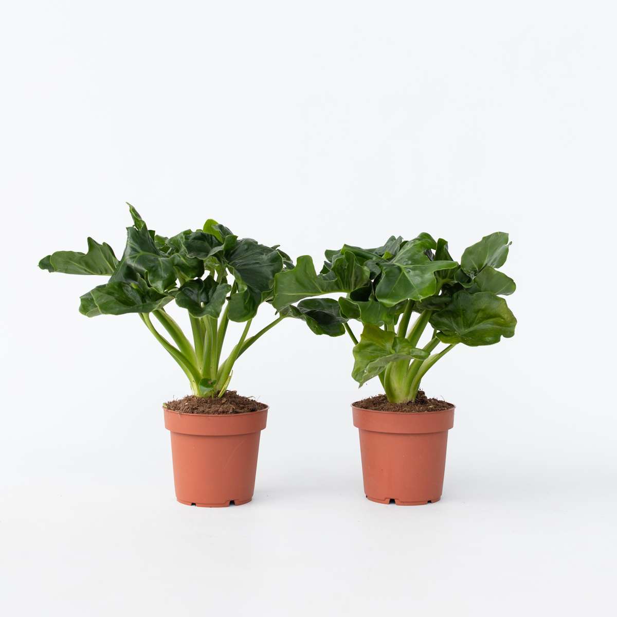 Florastore Split Leaf - 2 Pcs. - Thaumatophyllum Bipinnatifidum - Height 30-40Cm - ⌀12Cm