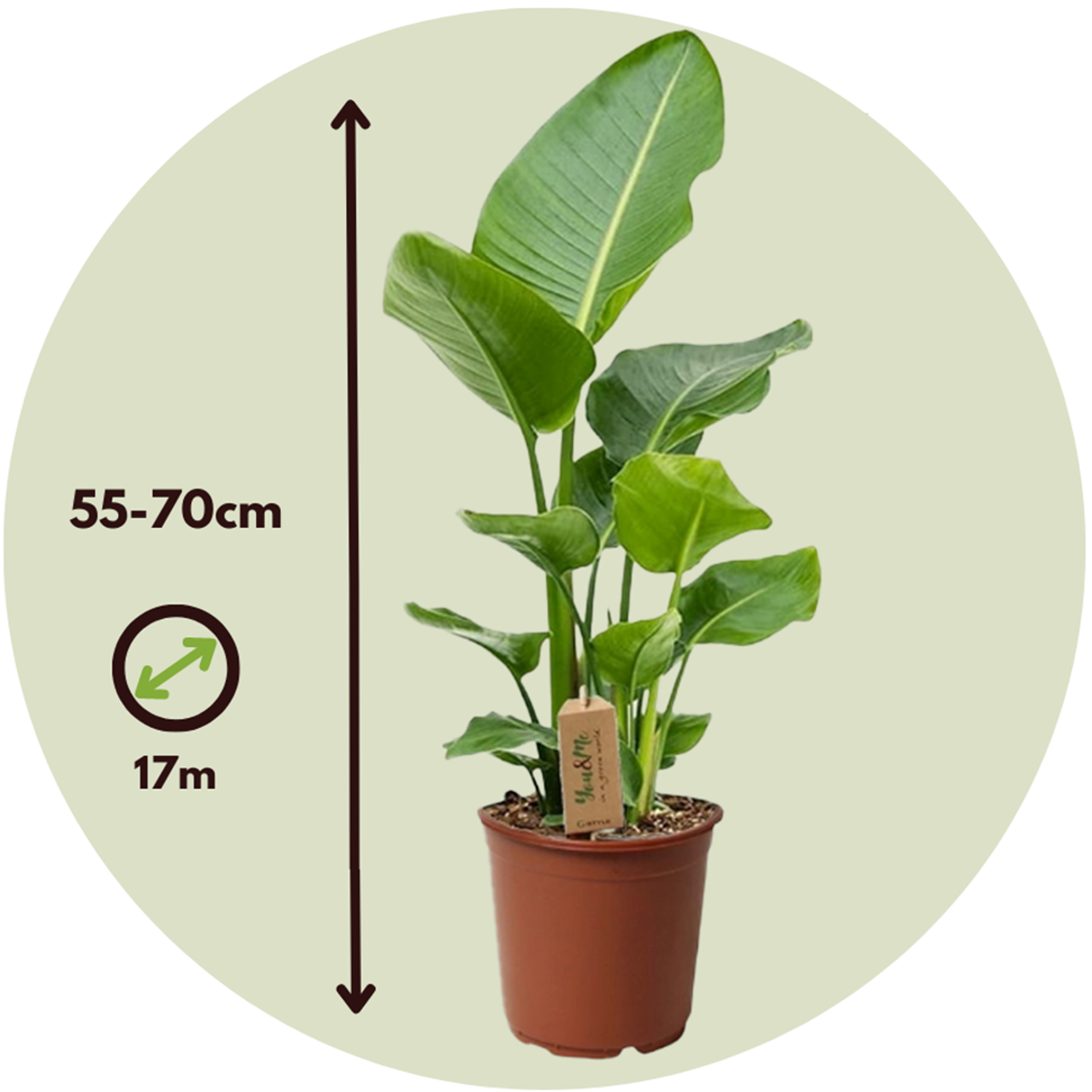 Florastore Giant Bird Of Paradise - 2 Pcs. - Strelitzia Nicolai - Height 55-70Cm - ⌀17Cm