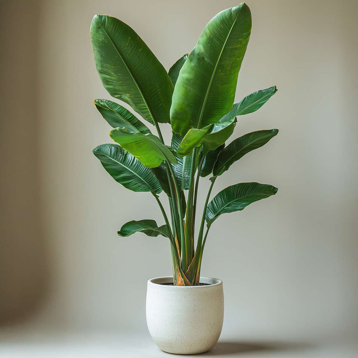 Florastore Giant Bird Of Paradise - 2 Pcs. - Strelitzia Nicolai - Height 55-70Cm - ⌀17Cm