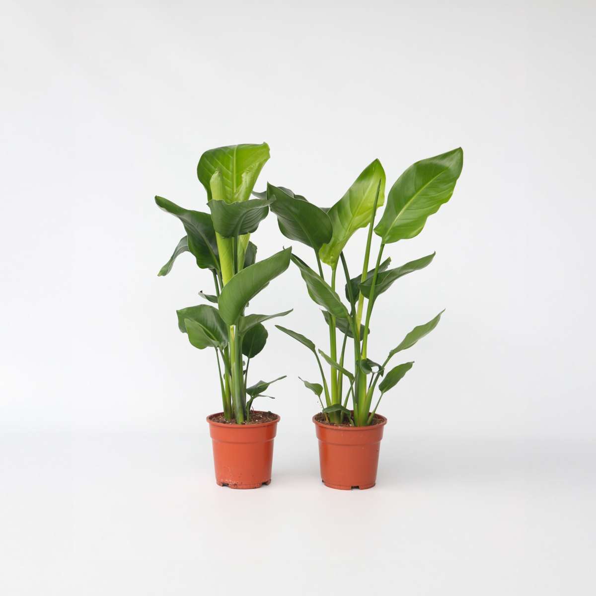 Florastore Giant Bird Of Paradise - 2 Pcs. - Strelitzia Nicolai - Height 55-70Cm - ⌀17Cm