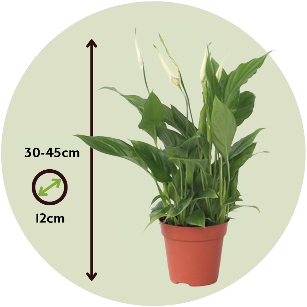 Florastore Peace Lilly - 3 Pcs. - Spathiphyllum 'Torelli' - Height 30-45Cm - ⌀12Cm