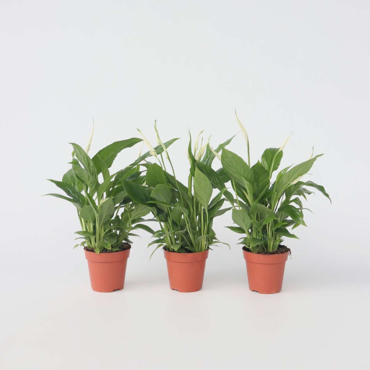 Florastore Peace Lilly - 3 Pcs. - Spathiphyllum 'Torelli' - Height 30-45Cm - ⌀12Cm