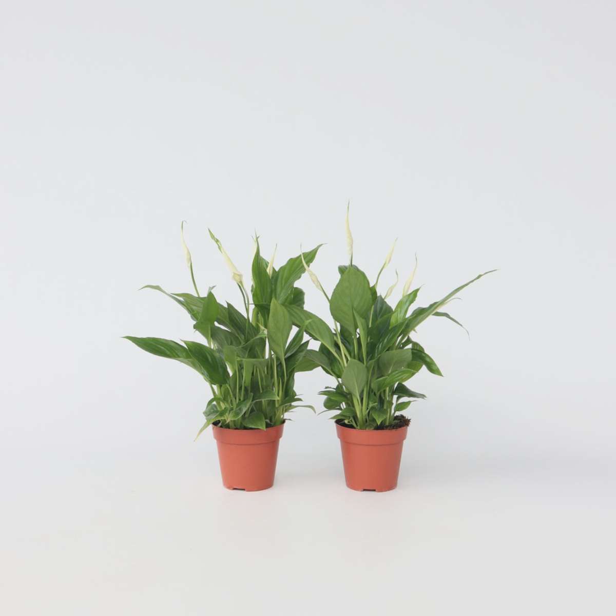 Florastore Peace Lilly - 2 Pcs. - Spathiphyllum 'Torelli' - Height 30-45Cm - ⌀12Cm
