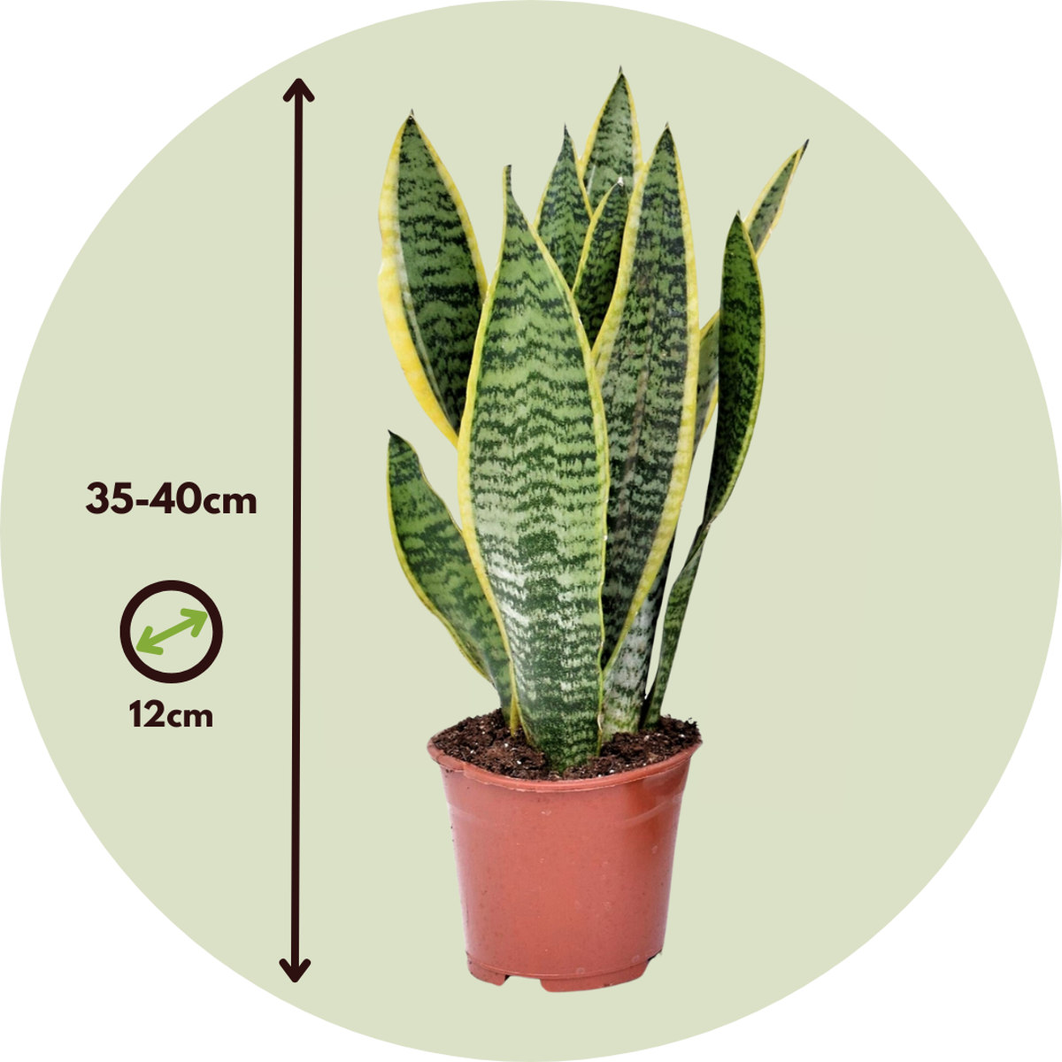 Florastore Snake Plant - 2 Pcs. - Sansevieria 'Futura Superba' - Height 35-40Cm - ⌀12Cm