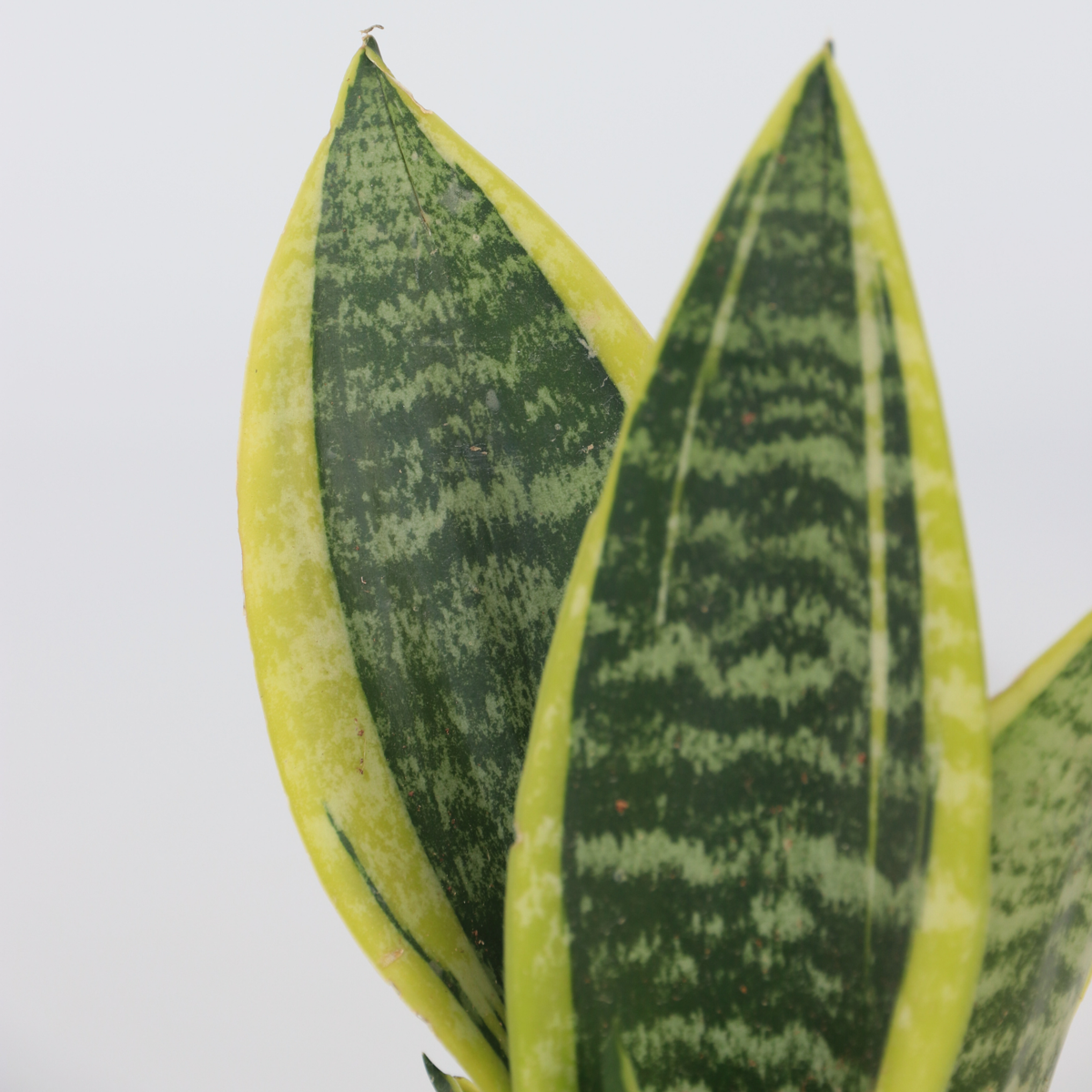 Florastore Snake Plant - 2 Pcs. - Sansevieria 'Futura Superba' - Height 35-40Cm - ⌀12Cm