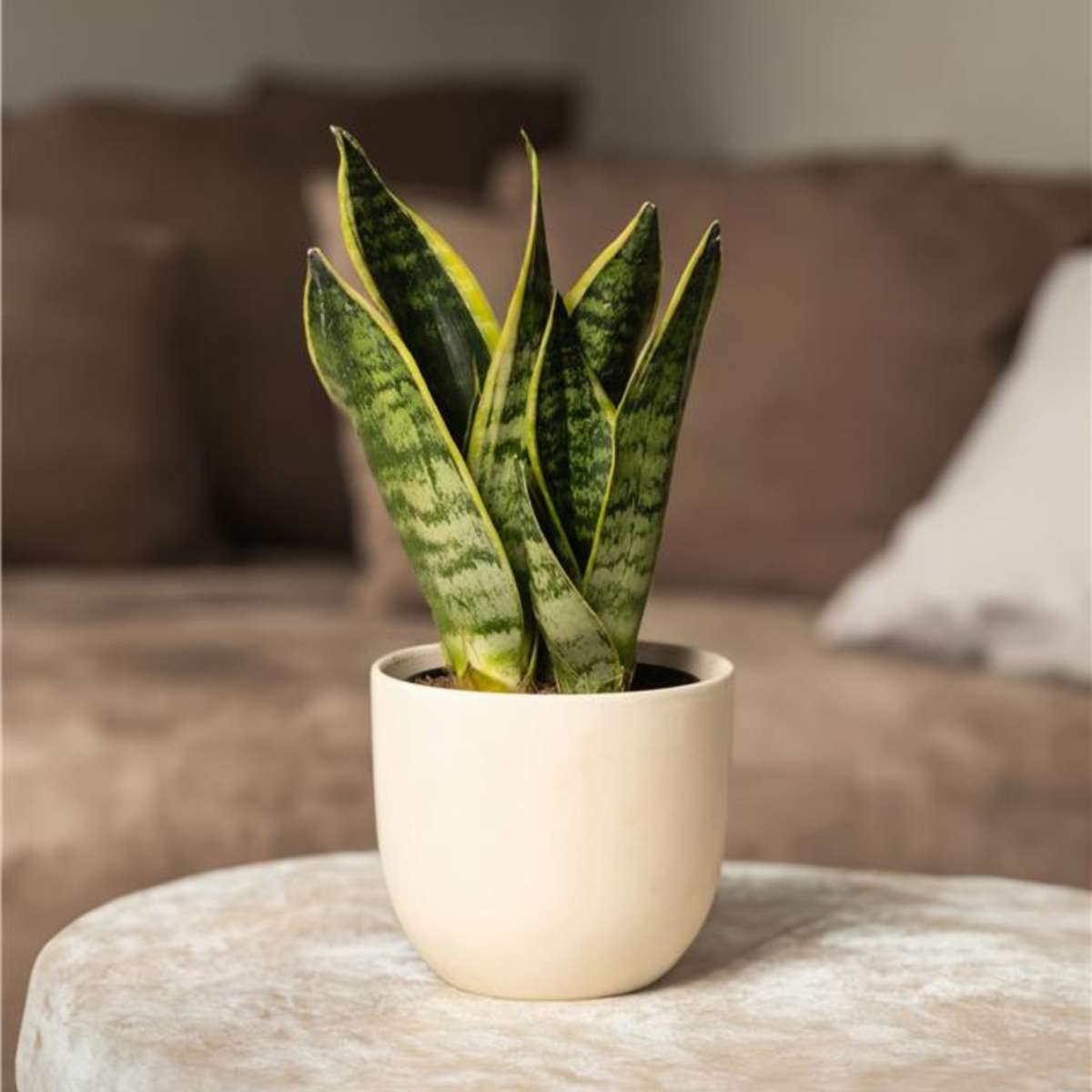 Florastore Snake Plant - 2 Pcs. - Sansevieria 'Futura Superba' - Height 35-40Cm - ⌀12Cm