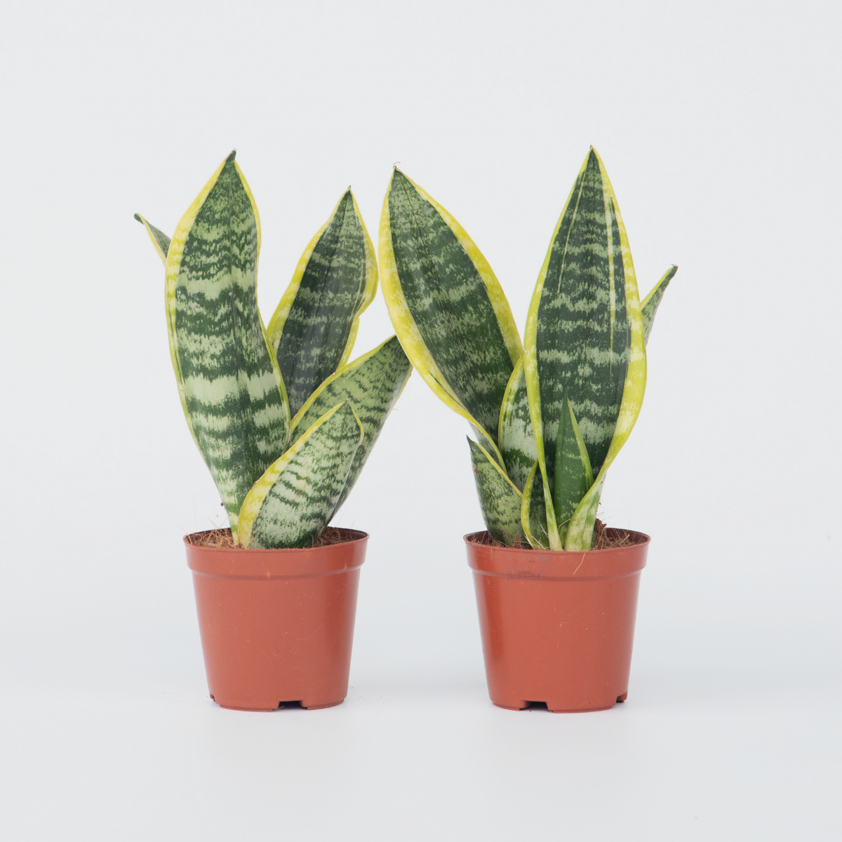 Florastore Snake Plant - 2 Pcs. - Sansevieria 'Futura Superba' - Height 35-40Cm - ⌀12Cm