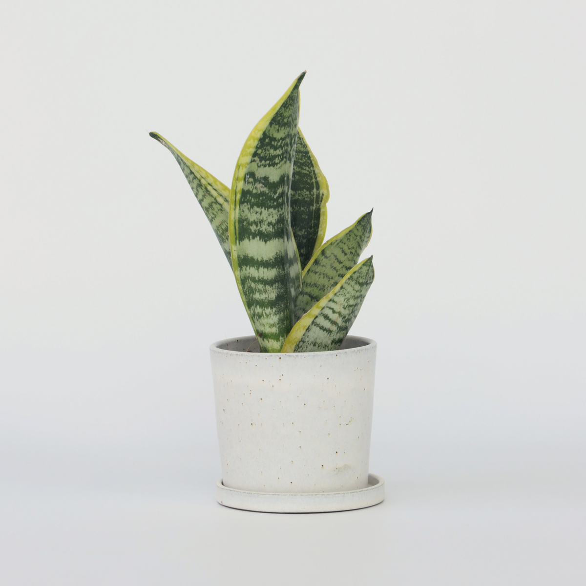 Florastore Snake Plant - Sanseviera Trifasciata 'Futura Superba' - Height 35-40Cm - ⌀12Cm