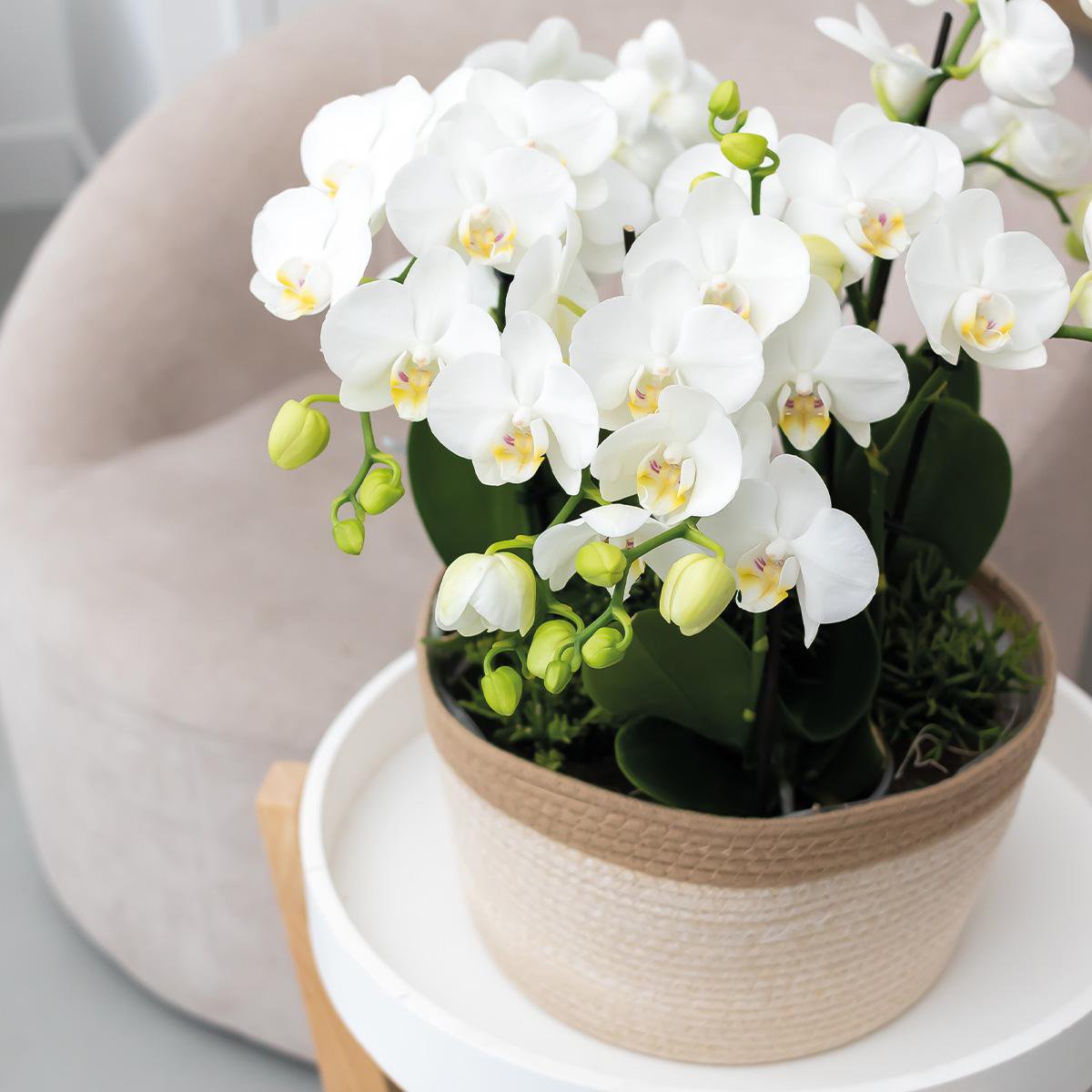Anro Style Cotton Basket dish wit - Cotton gevlochten schaal met wit detail - potmaat Ø30cm