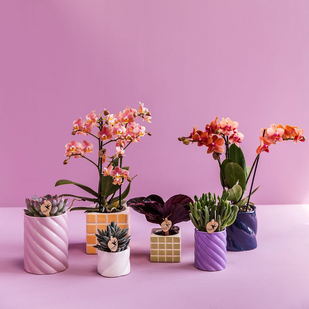 Anro Style Candy sierpot | Hoog - Lilac - Ø6cm