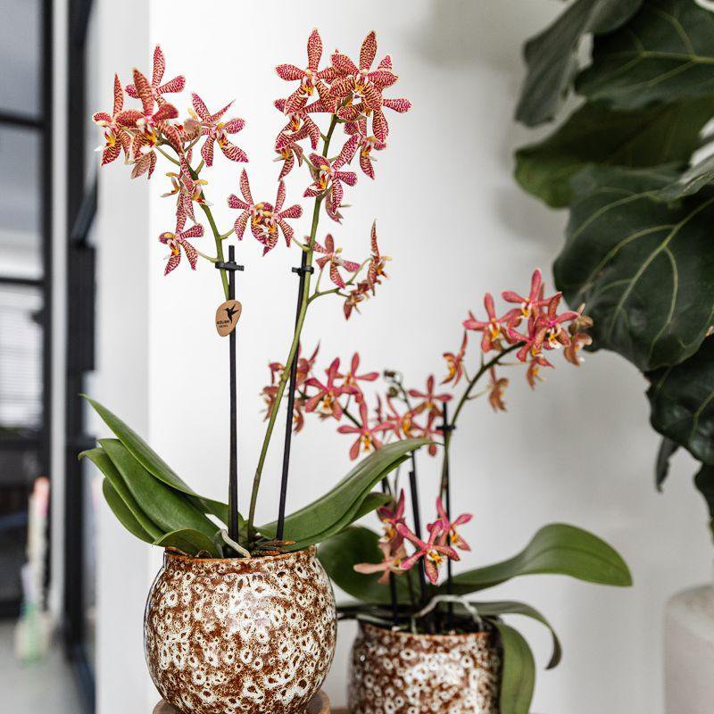 Anro Style Safari pot - Ø9cm - Ø9cm