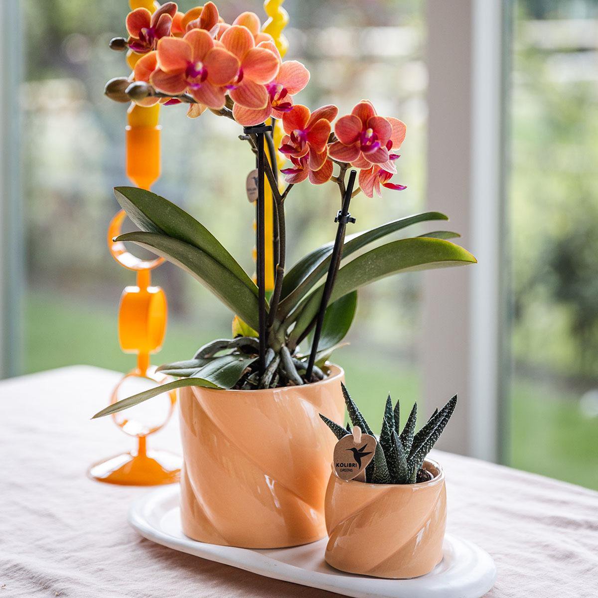 Anro Style Gift set Optimism small peach | Groene plant met oranje Phalaenopsis orchidee in Candy sierpotten op wit organisch dienblad