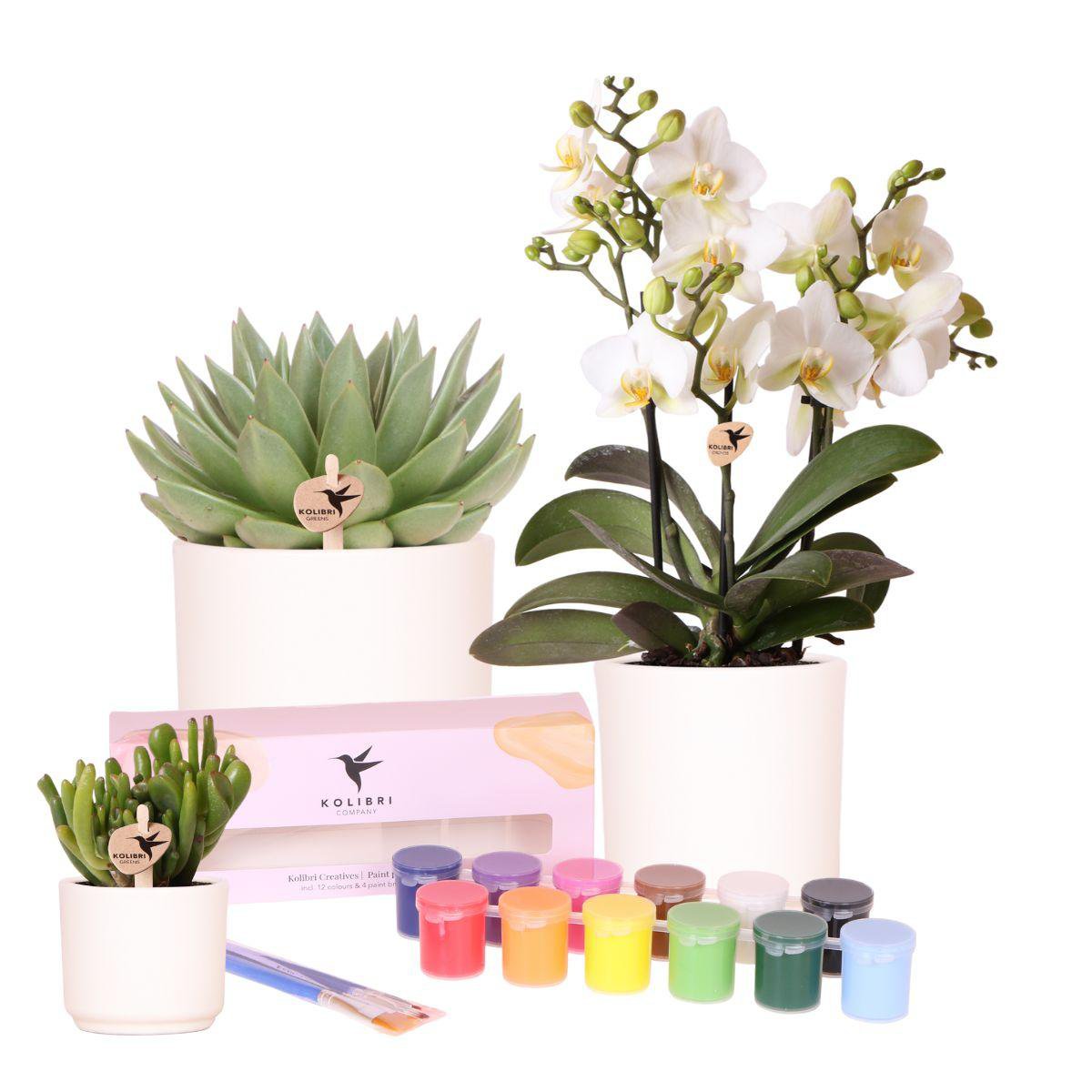 Anro Style Verfpakket voor het schilderen van 12 bloempotten + orchideeën en succulenten | voor minimaal 4 personen | Ware kunstenaar