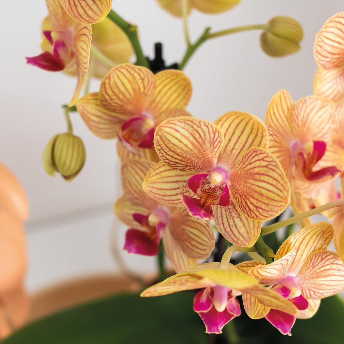 Anro Style Gift set Optimism small peach | Groene plant met oranje Phalaenopsis orchidee in Candy sierpotten op wit organisch dienblad