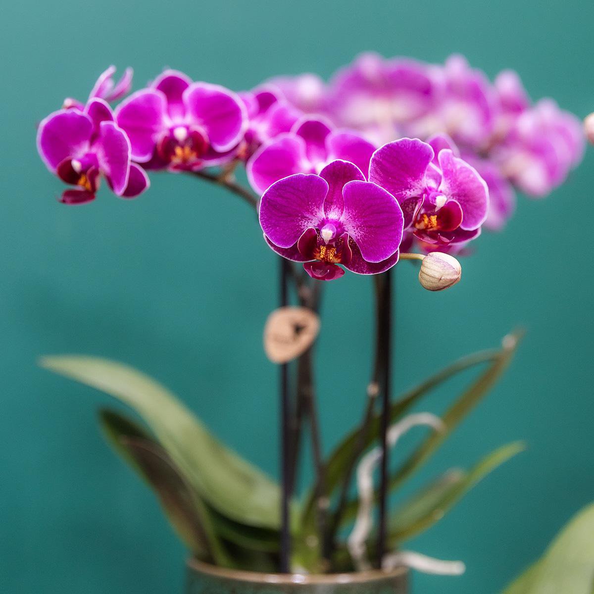 Anro Style Paarse phalaenopsis orchidee - Morelia Classy green- potmaat Ø9cm | bloeiende kamerplant - vers van de kweker