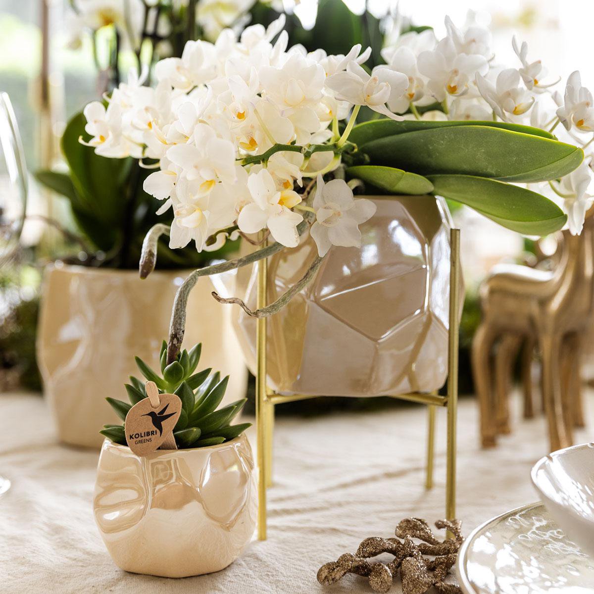 Anro Style Combi deal - Pearl travertine potten