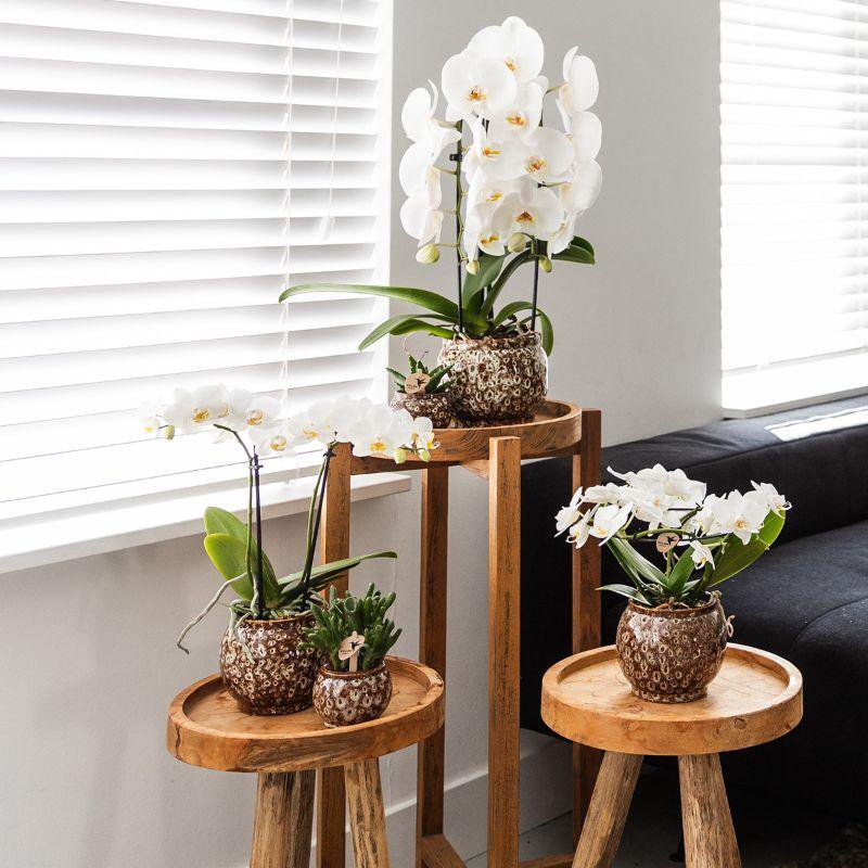 Anro Style Safari pot - Ø9cm - Ø9cm