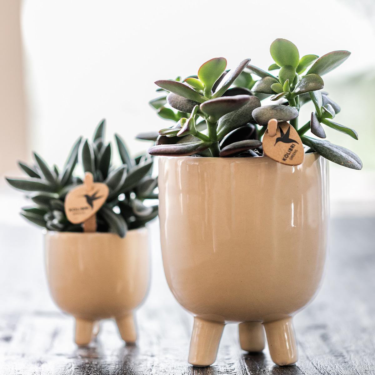 Anro Style Combi deal - Gummy travertine potten