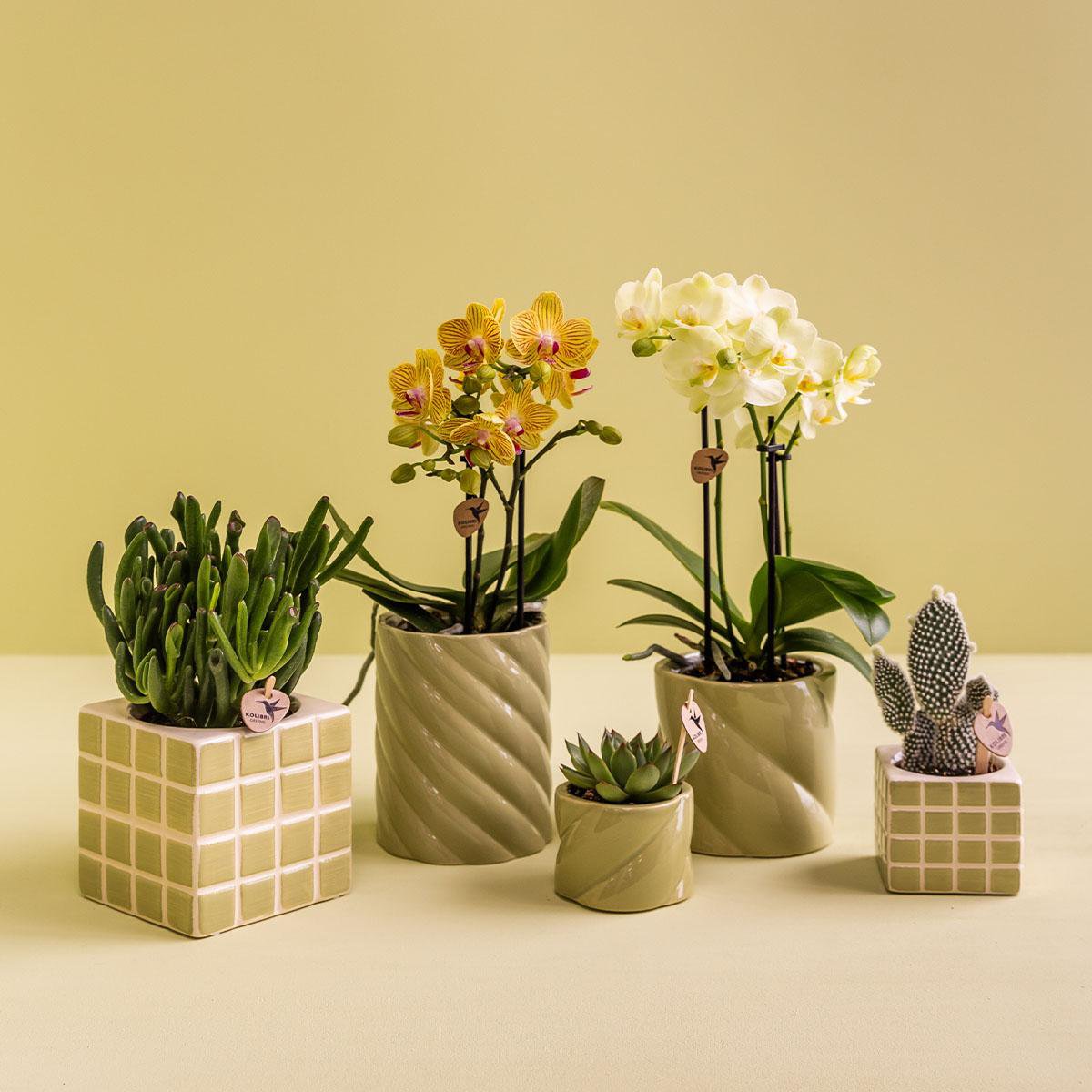 Anro Style Mosa sierpot - Groen - Ø9cm