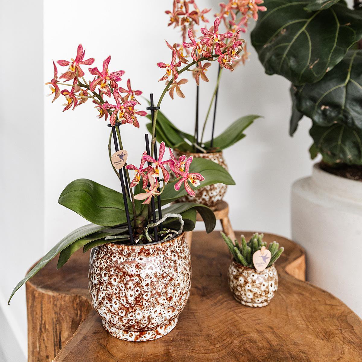 Anro Style Safari pot - 12 - Ø12cm