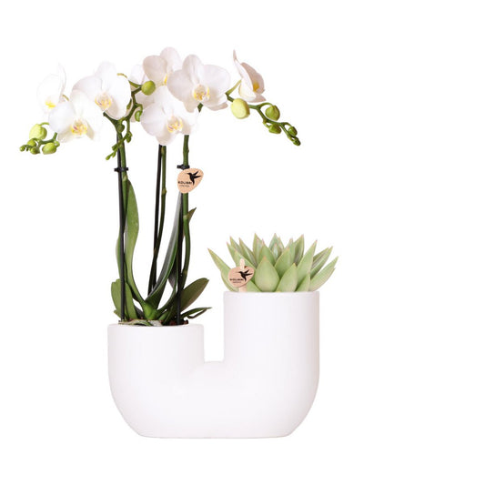 Anro Style Set van witte orchidee Amabilis en succulent in Tube sierpot wit - potmaat Ø9cm | bloeiende kamerplant - vers van de kweker