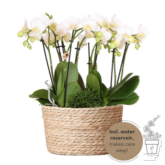 Anro Style witte plantenset in Reed Basket incl. waterreservoir | drie witte orchideeën Amabilis 9cm en drie groene planten | Jungle Bouquet wit met zelfvoorzienend waterreservoir