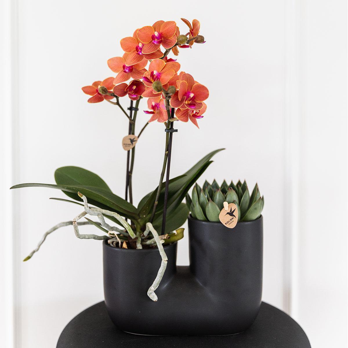 Anro Style Set van oranje orchidee Bolzano en succulent in Tube sierpot black - potmaat Ø9cm | bloeiende kamerplant - vers van de kweker