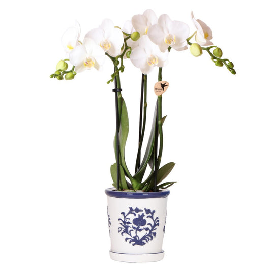 Anro Style witte orchidee Amabilis + Malaga sierpot blauw - potmaat Ø9cm | bloeiende kamerplant - vers van de kweker