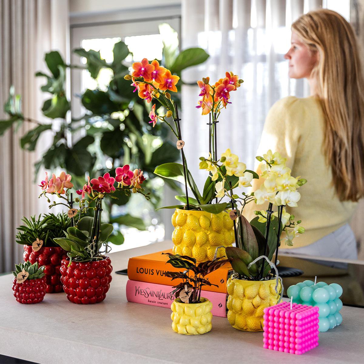 Anro Style gele Phalaenopsis orchidee - Mexico + Citrus sierpot yellow - potmaat Ø9cm | bloeiende kamerplant - vers van de kweker