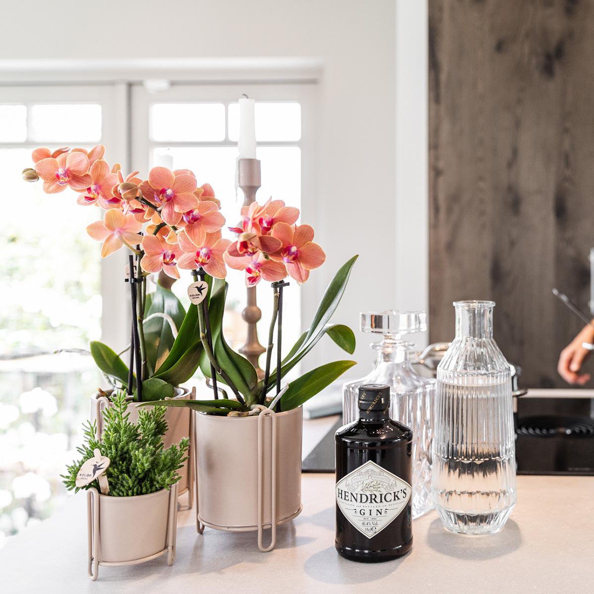 Anro Style COMBI DEAL van 2 oranje Phalaenopsis orchideeën - Bolzano - potmaat Ø9cm  bloeiende kamerplant - vers van de kweker
