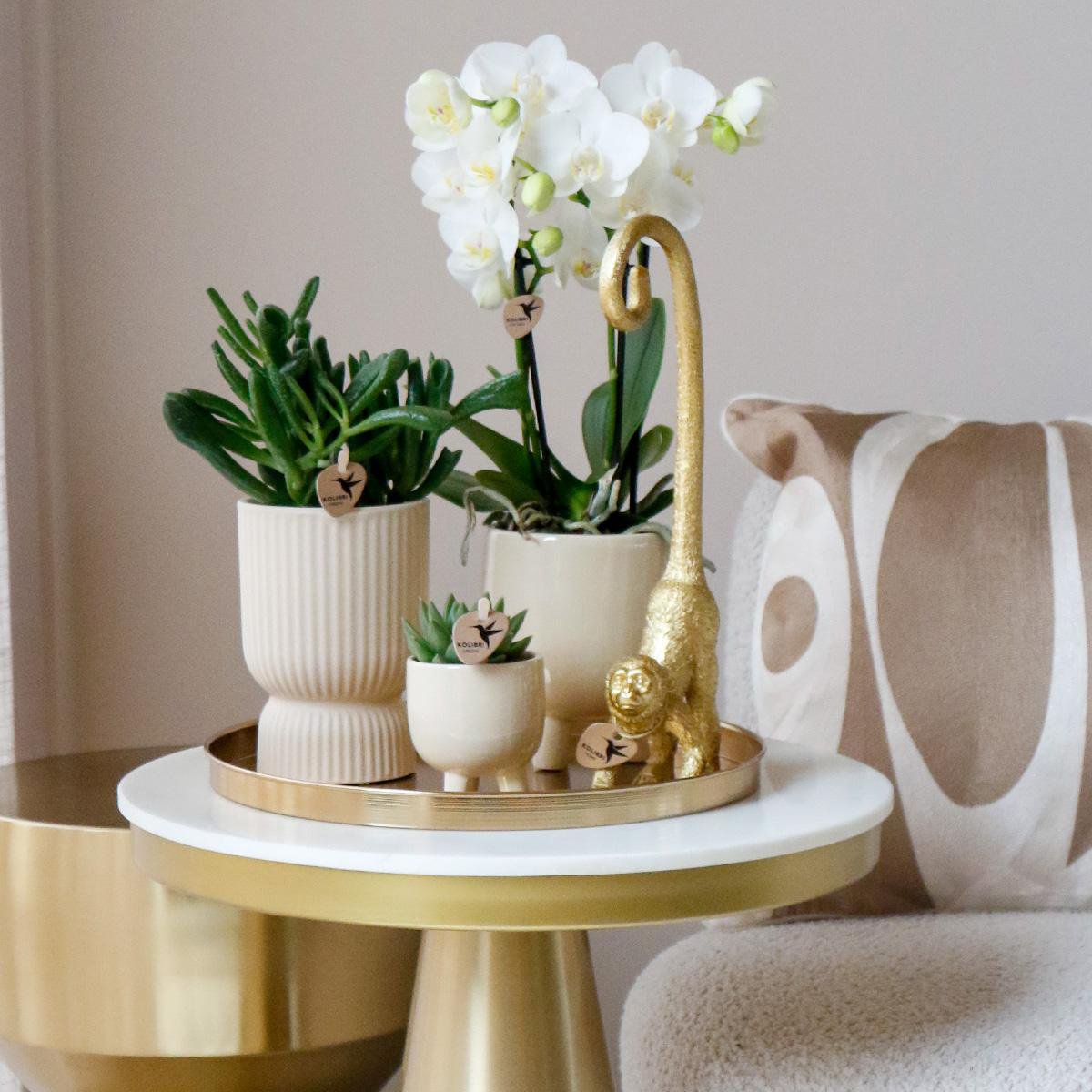 Anro Style COMBI DEAL van 4 witte Phalaenopsis orchideeën - Amabilis - potmaat Ø9cm | bloeiende kamerplant - vers van de kweker