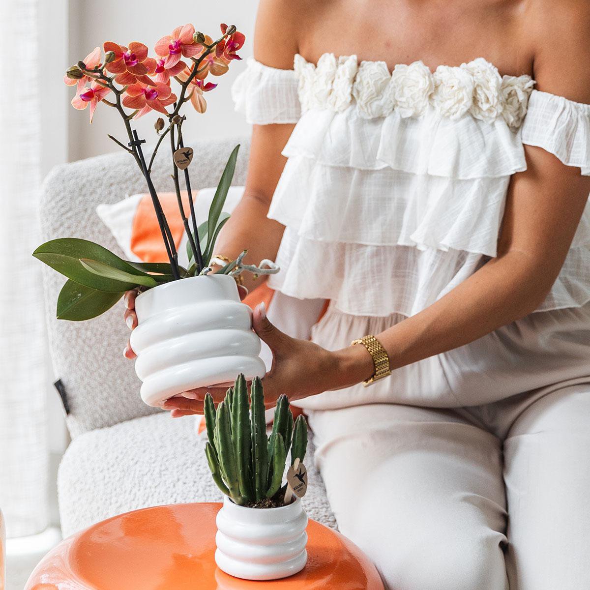 Anro Style Oranje Phalaenopsis orchidee - Mineral Bolzano + Bubble pot white - potmaat Ø9cm | bloeiende kamerplant - vers van de kweker