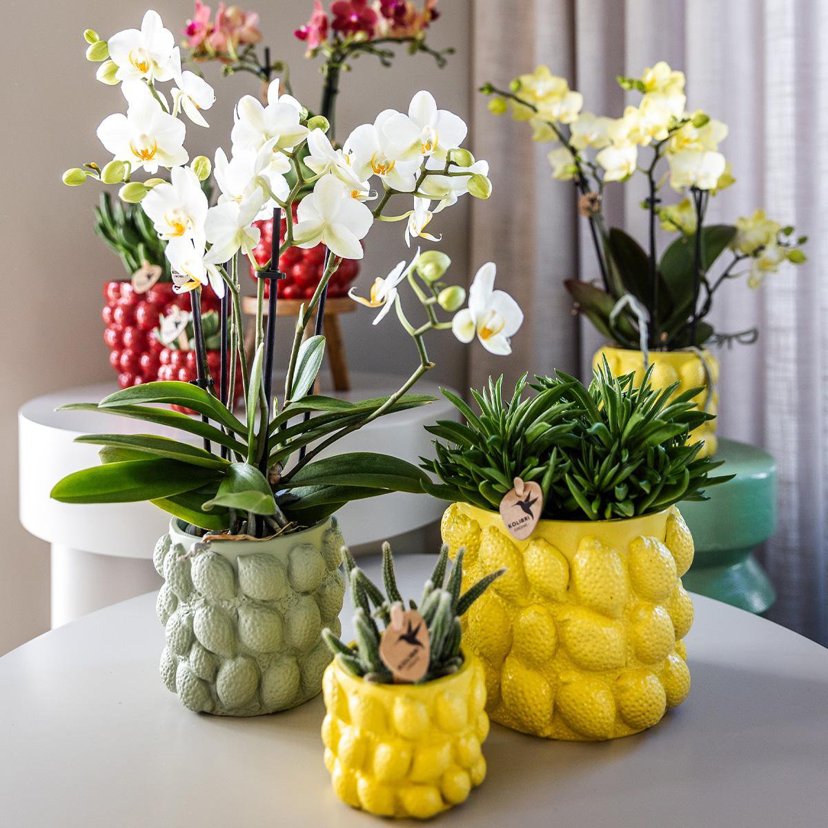 Anro Style| gele Phalaenopsis orchidee – Mexico + Citrus sierpot green – potmaat Ø9cm| bloeiende kamerplant in bloempot - vers van de kweker