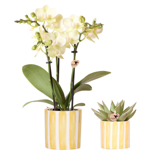 Anro Style Set van gele orchidee Mexico en succulent in Painted Stripe sierpot - potmaat Ø9cm & Ø6cm | bloeiende kamerplant - vers van de kweker