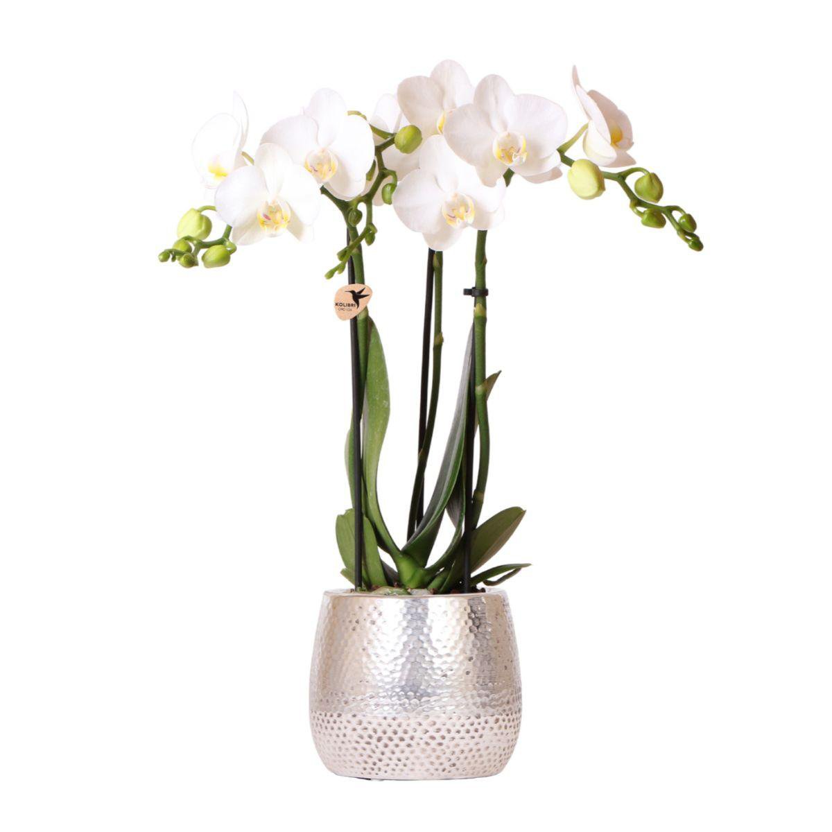 Anro Style Witte Phalaenopsis orchidee - Amabilis + Elite pot silver- potmaat Ø9cm - 35cm hoog vers van de kweker