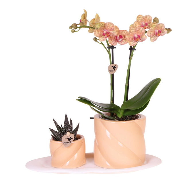 Anro Style Gift set Optimism small peach | Groene plant met oranje Phalaenopsis orchidee in Candy sierpotten op wit organisch dienblad
