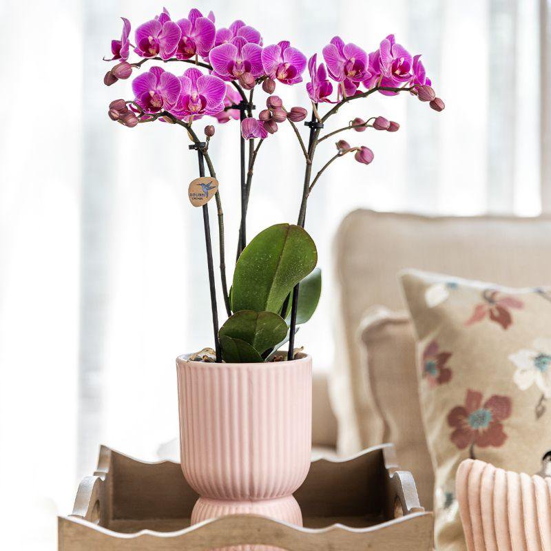 Anro Style| gele Phalaenopsis orchidee – Mexico + Citrus sierpot green – potmaat Ø9cm| bloeiende kamerplant in bloempot - vers van de kweker