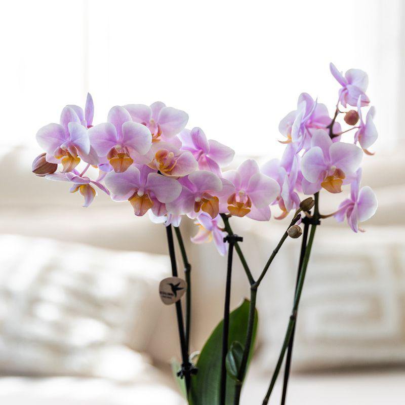 Anro Style Gift set Romantic| Plantenset met roze Phalaenopsis Orchidee en Succulenten incl. keramieken sierpotten