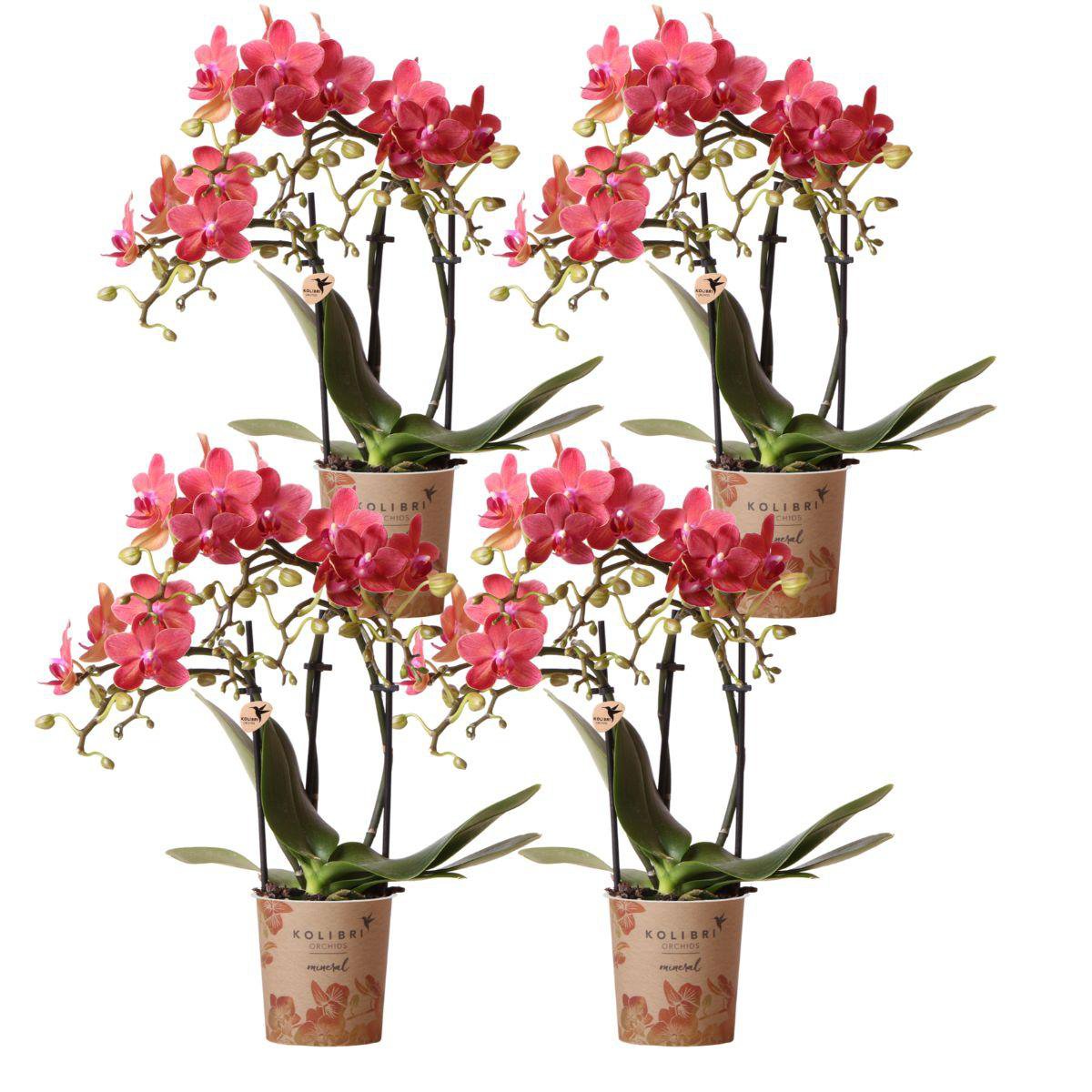 Anro Style COMBI DEAL van 4 oranje Phalaenopsis orchideeën - Congo - potmaat Ø9cm | bloeiende kamerplant - vers van de kweker