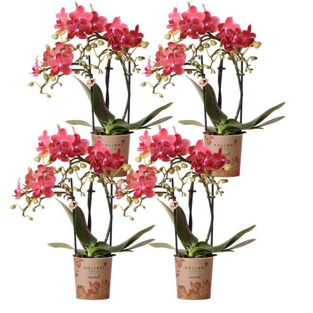 Anro Style COMBI DEAL van 4 oranje Phalaenopsis orchideeën - Congo - potmaat Ø9cm | bloeiende kamerplant - vers van de kweker