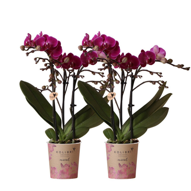 Anro Style COMBI DEAL van 2 paarse phalaenopsis orchideeën - Morelia - potmaat Ø9cm | bloeiende kamerplant - vers van de kweker