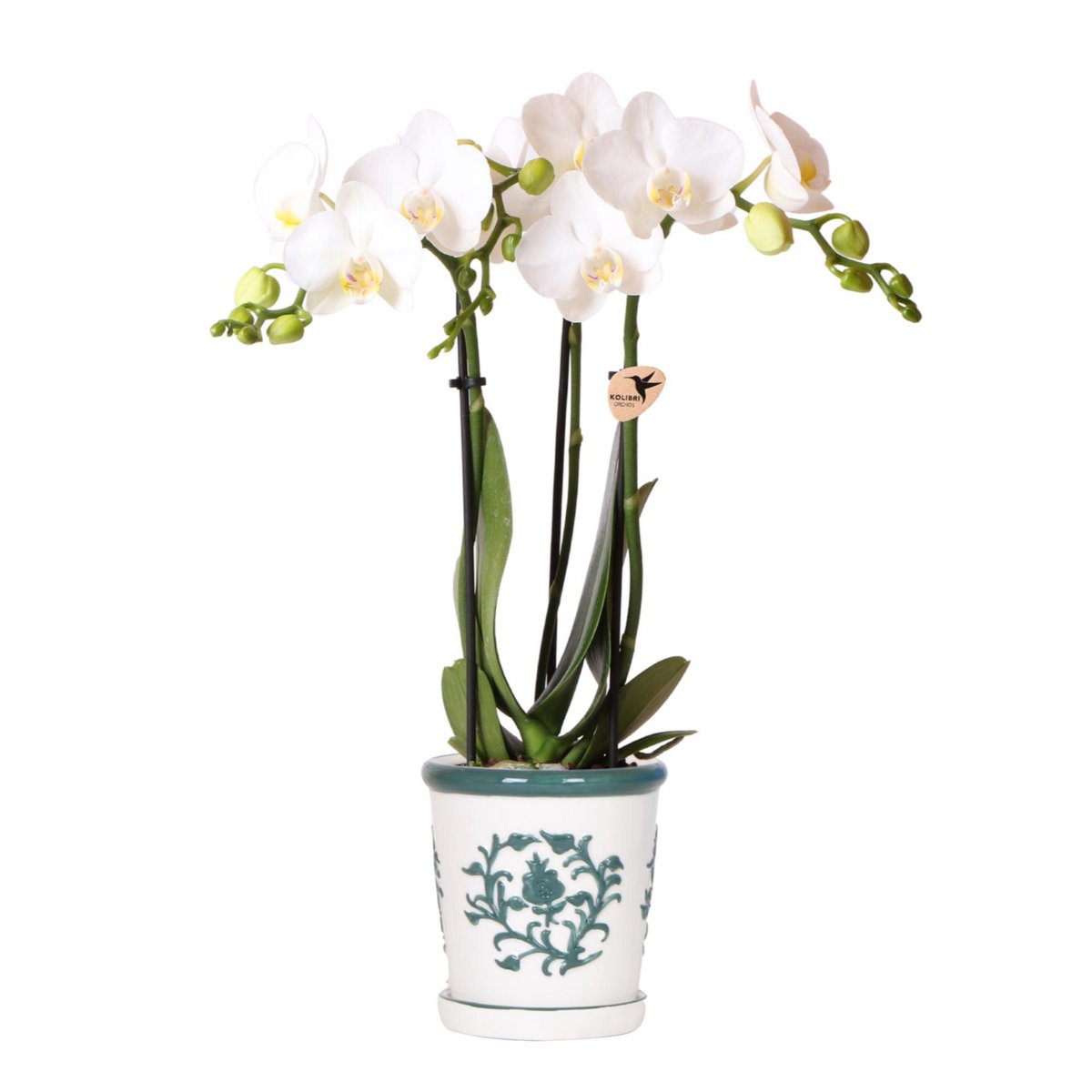 Anro Style witte orchidee Amabilis + Malaga sierpot groen - potmaat Ø9cm | bloeiende kamerplant - vers van de kweker