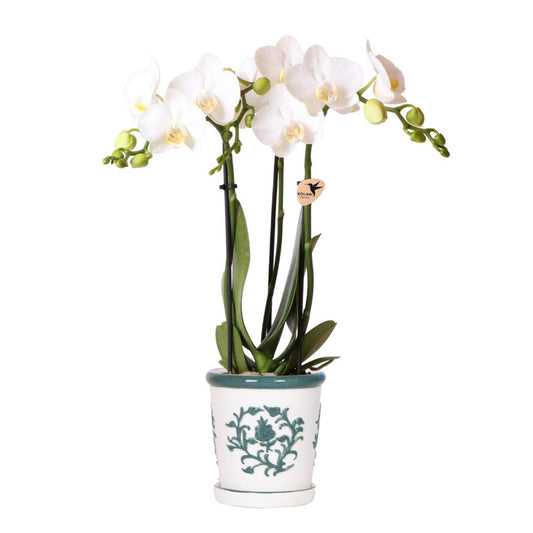 Anro Style witte orchidee Amabilis + Malaga sierpot groen - potmaat Ø9cm | bloeiende kamerplant - vers van de kweker