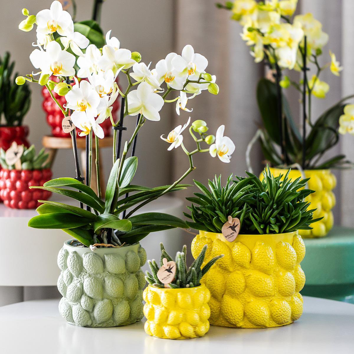 Anro Style| gele Phalaenopsis orchidee – Mexico + Citrus sierpot green – potmaat Ø9cm| bloeiende kamerplant in bloempot - vers van de kweker