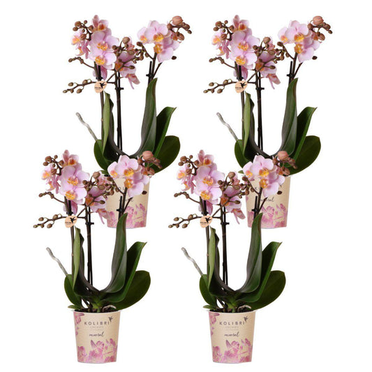 Anro Style COMBI DEAL van 4 Roze phalaenopsis orchideeën - Andorra - potmaat Ø9cm | bloeiende kamerplant - vers van de kweker