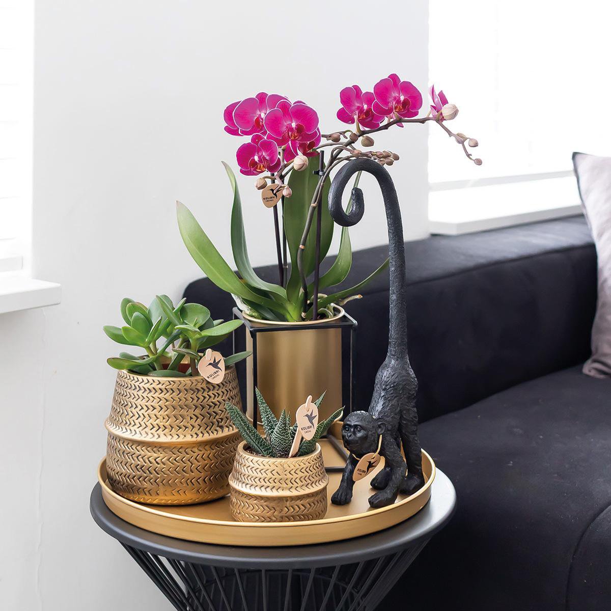 Anro Style COMBI DEAL van 2 paarse phalaenopsis orchideeën - Morelia - potmaat Ø9cm | bloeiende kamerplant - vers van de kweker