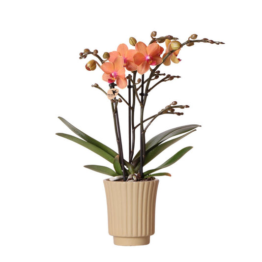 Anro Style Oranje Phalaenopsis orchidee - Mineral Bolzano + Retro khaki - potmaat Ø9cm | bloeiende kamerplant - vers van de kweker