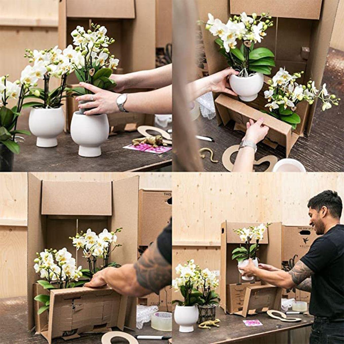 Anro Style rode Phalaenopsis orchidee Congo potmaat Ø9cm