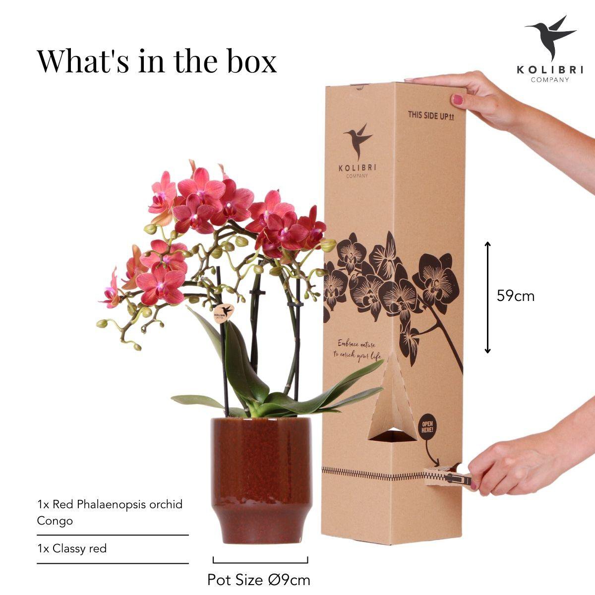 Anro Style rode Phalaenopsis orchidee - Congo + Classy red- potmaat Ø9cm | bloeiende kamerplant - vers van de kweker