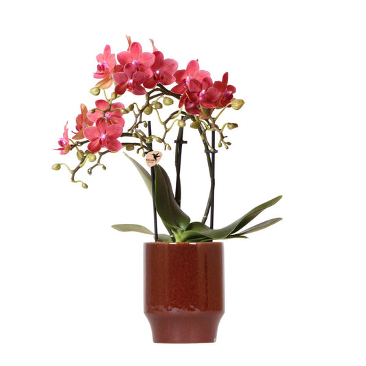 Anro Style rode Phalaenopsis orchidee - Congo + Classy red- potmaat Ø9cm | bloeiende kamerplant - vers van de kweker